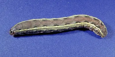 Yellow-Striped Armyworm () in Middle Tennessee