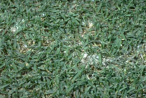 Tropical Sod Webworm — photo 4