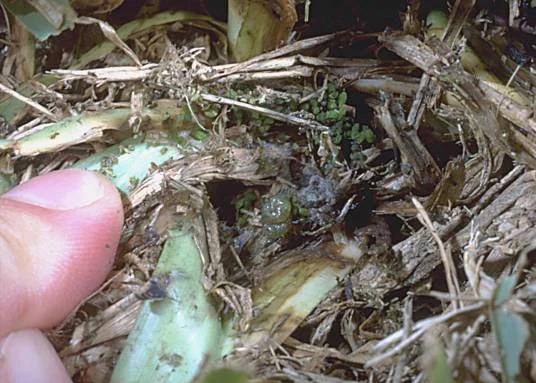 Tropical Sod Webworm — photo 2