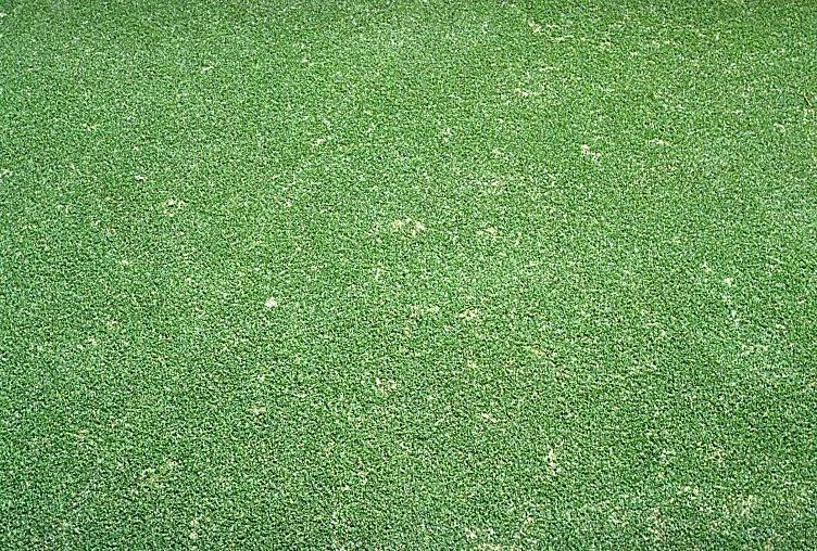 Tropical Sod Webworm — photo 3