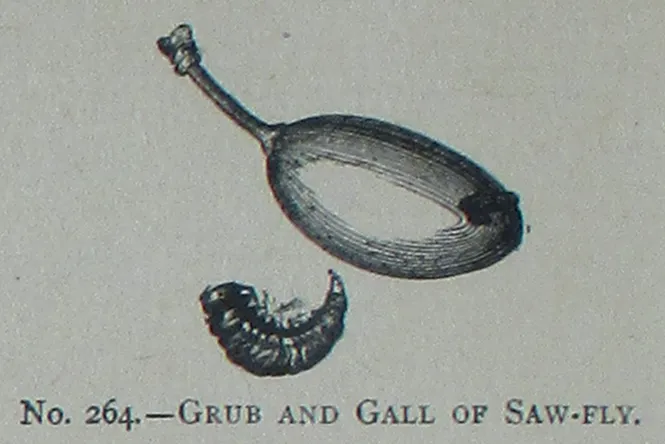 White Grubs (N/A) β pest in Middle Tennessee