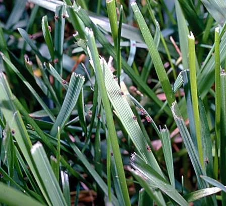 Winter Grain Mite — photo 2