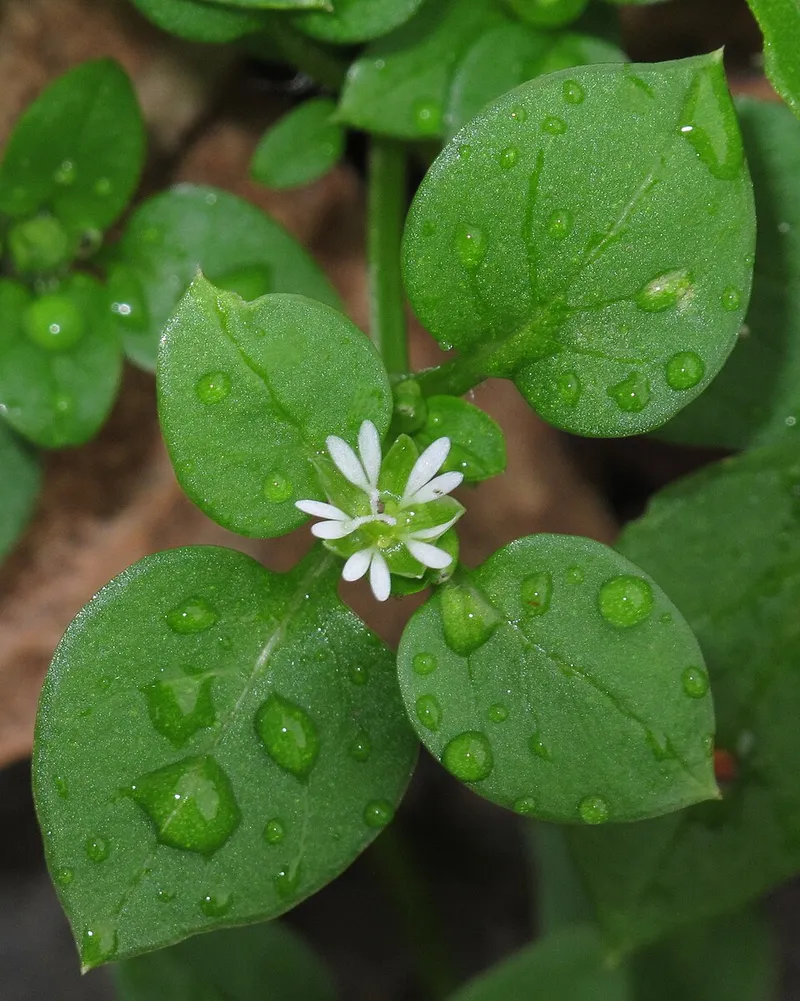 Chickweed