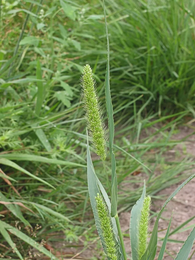 Foxtail weed in Middle Tennessee