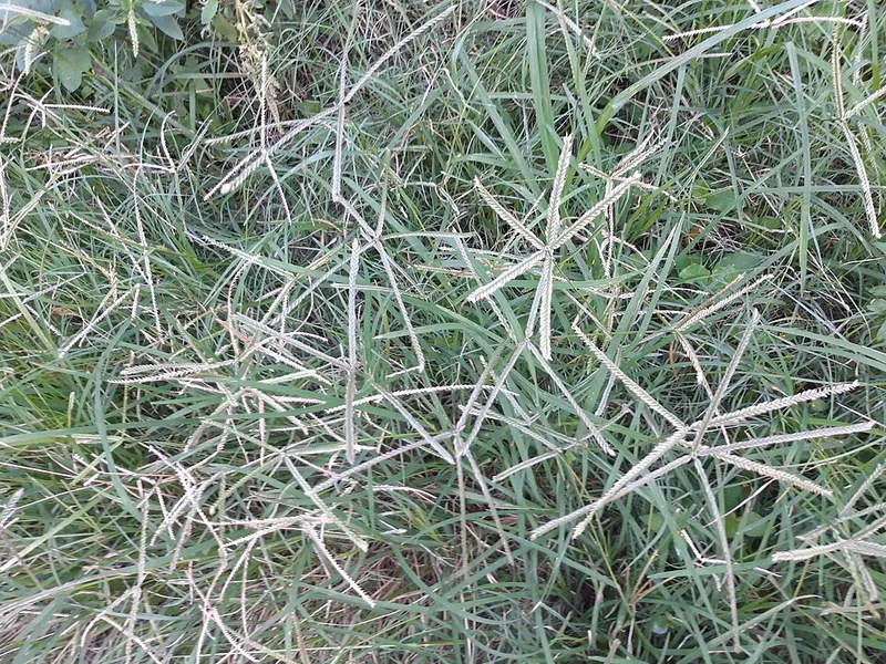 Goosegrass weed in Middle Tennessee