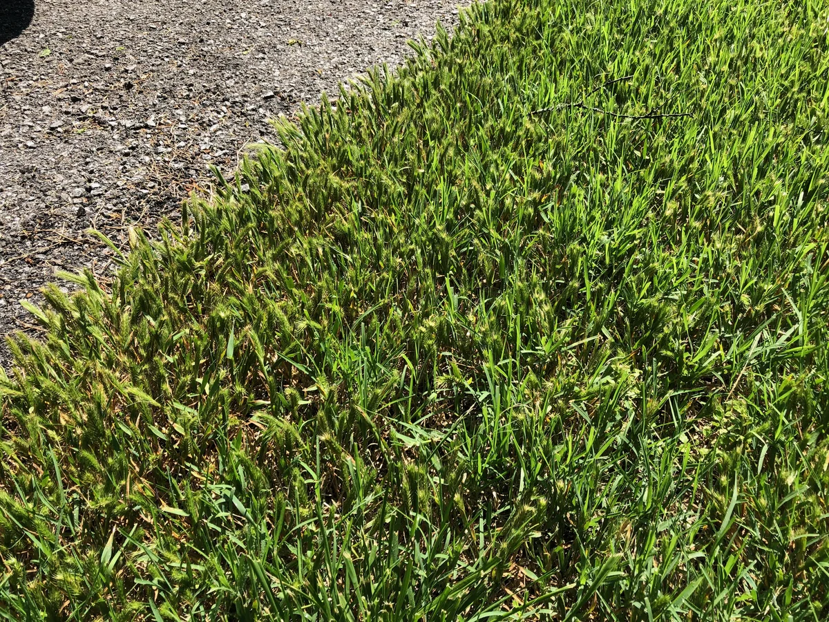 Little Barley in Middle Tennessee