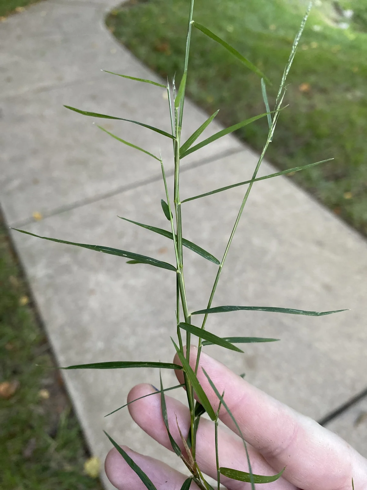 Nimblewill — photo 3