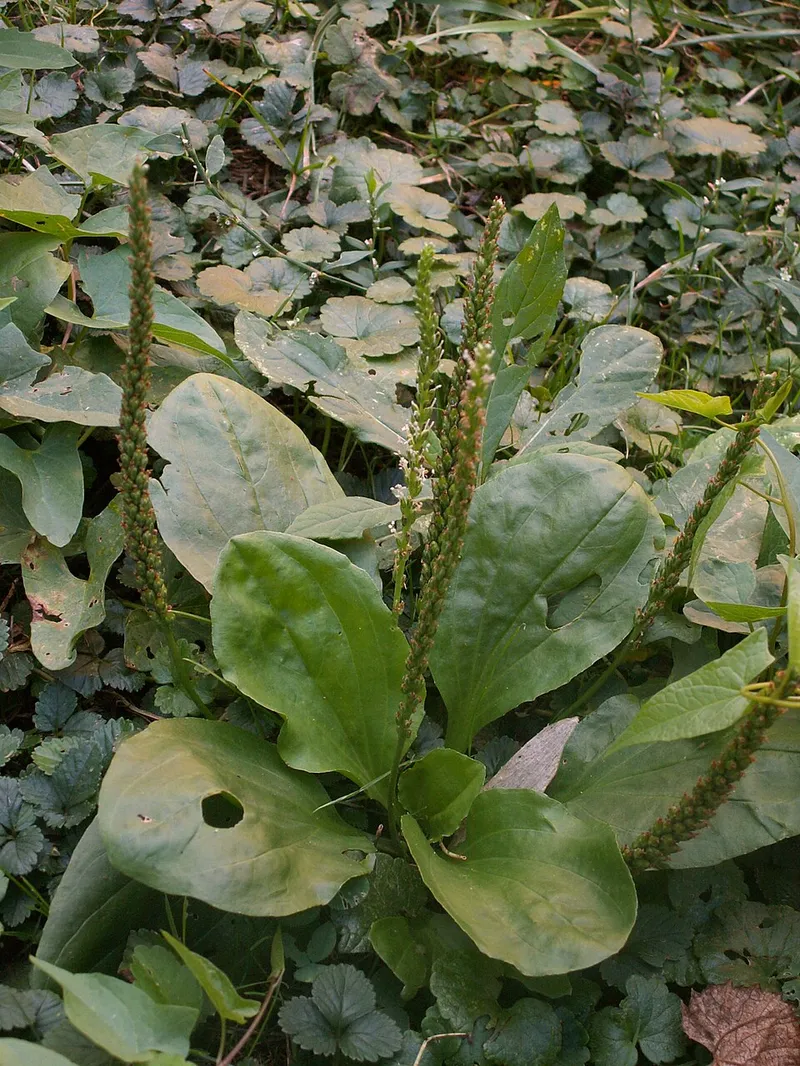 Plantain