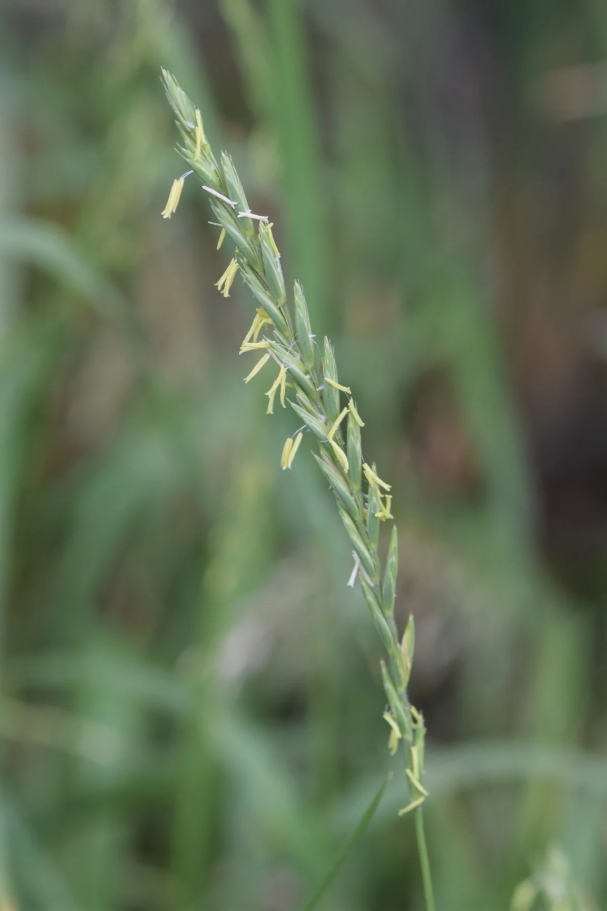 Quack Grass — photo 3