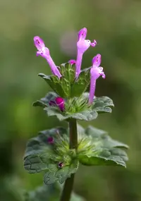Henbit in Middle Tennessee