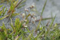 Poa Annua in Middle Tennessee