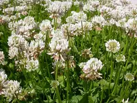 White Clover in Middle Tennessee