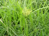 Yellow Nutsedge in Middle Tennessee
