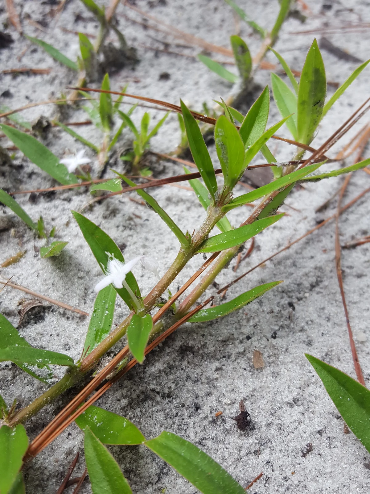 Virginia Buttonweed — photo 3
