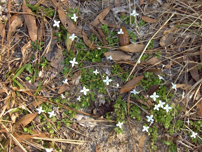 Virginia Buttonweed weed in Middle Tennessee