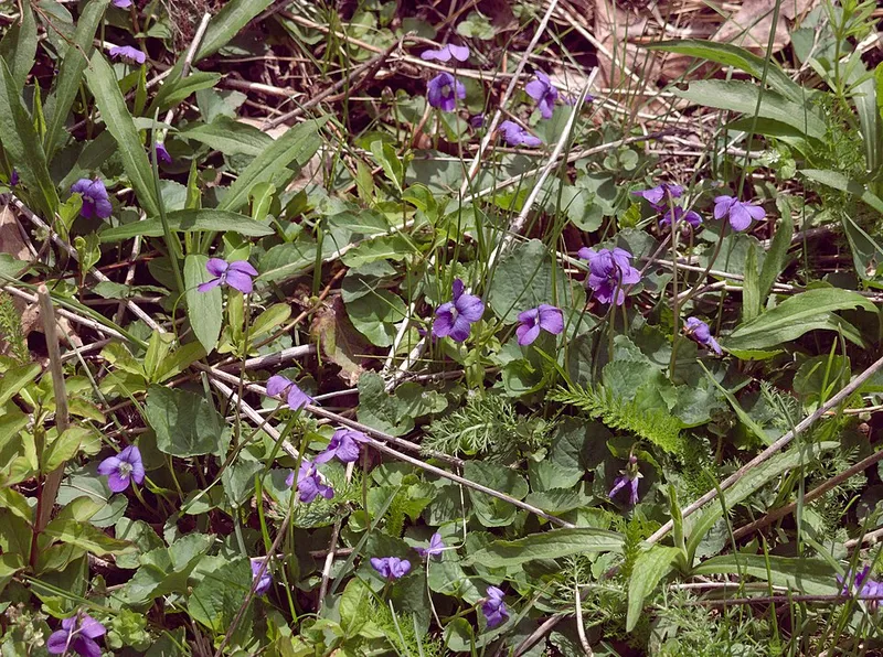 Wild Violet