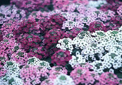 Alyssum (Lobularia maritima) in Middle Tennessee
