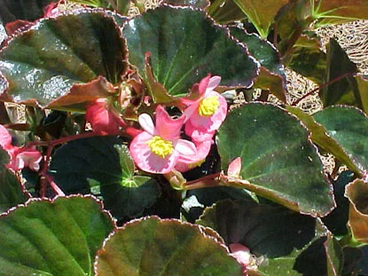 Begonia (Begonia semperflorens) in Middle Tennessee