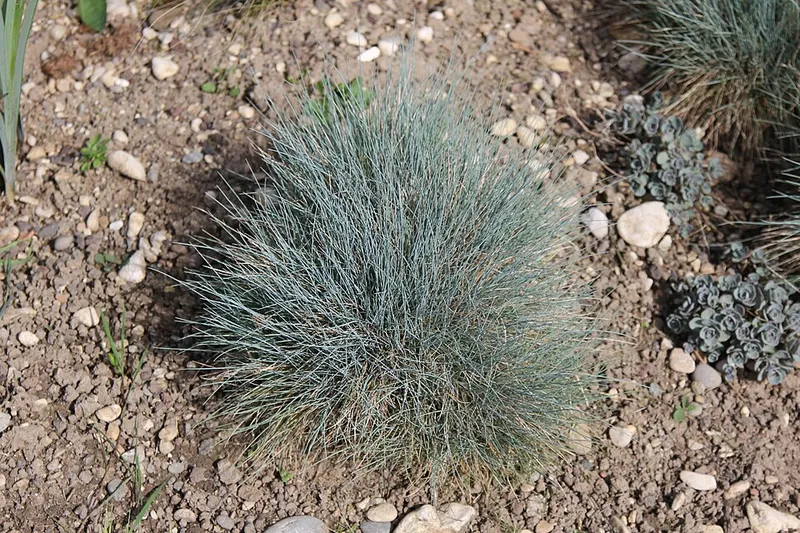 Blue Fescue (Festuca glauca) — landscape plant in Middle Tennessee
