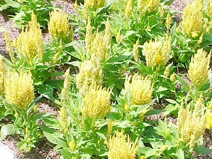 Celosia (Celosia spp.) in Middle Tennessee