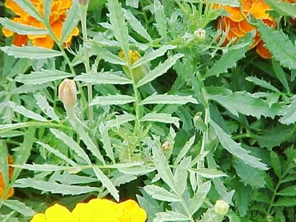 French Marigold (Tagetes patula) in Middle Tennessee