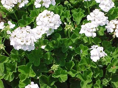 Geranium (Pelargonium hortorum) in Middle Tennessee