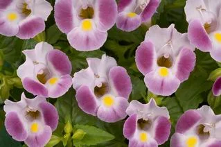 H-8”-10”  W- 12”-14” — photo 2