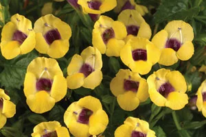 H-8”-10”  W- 12”-14” — photo 3