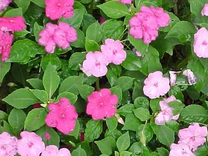 Impatiens (Impatiens wallerana) in Middle Tennessee