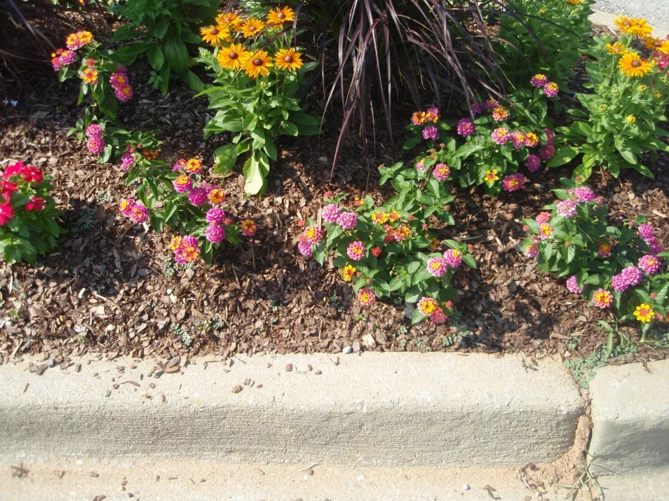 Incorrect (Incorrect spacing leaves open patches.) in Middle Tennessee