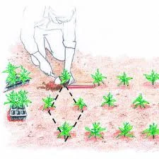 Measure (Plant placement) in Middle Tennessee