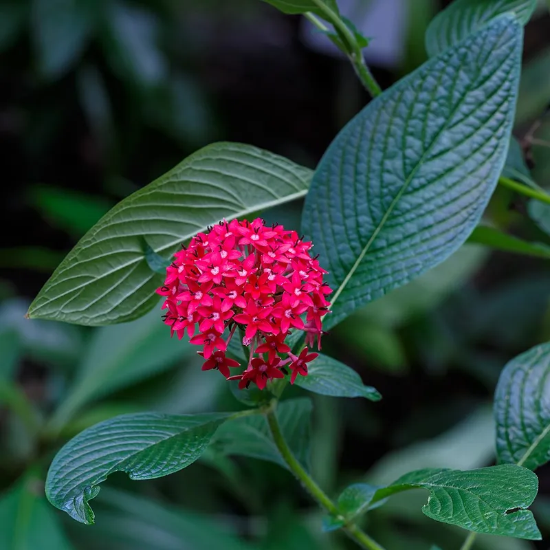 pentas (Pentas lanceolata) — landscape plant in Middle Tennessee