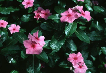Periwinkle (vinca) (Catharanthus rosea) in Middle Tennessee