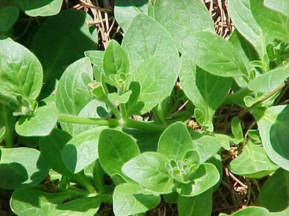Petunia (Petunia hybrida) in Middle Tennessee
