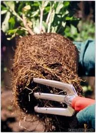 Planting (If planting in existing beds do not plant in mulch.) in Middle Tennessee