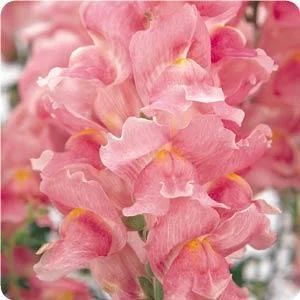 Ranges anywhere from 6”-4’ — photo 2