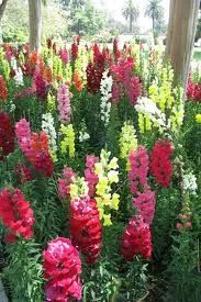 Ranges anywhere from 6”-4’ — photo 3