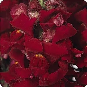 Ranges anywhere from 6”-4’ (Will require some deadheading) in Middle Tennessee