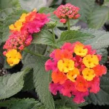 Size varies greatly from 12”-48” — photo 2