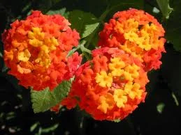 Size varies greatly from 12”-48” (Lantana sp.) in Middle Tennessee