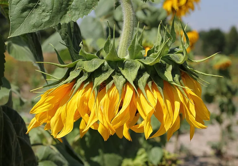 sunflower (Helianthus annuus) — landscape plant in Middle Tennessee