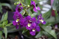 Angelonia in Middle Tennessee