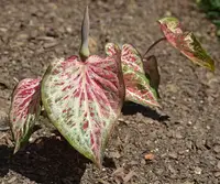 Caladium in Middle Tennessee