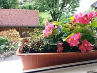 Wax Begonia in Middle Tennessee