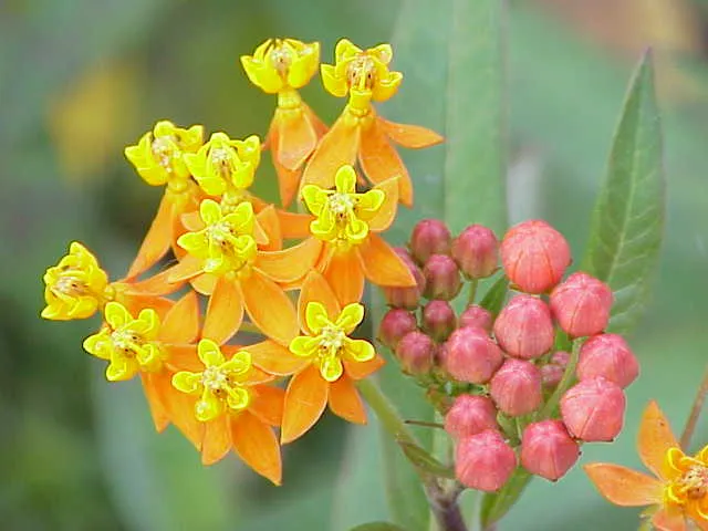 Tropical Milkweed (Asclepias curassavica) — landscape plant in Middle Tennessee
