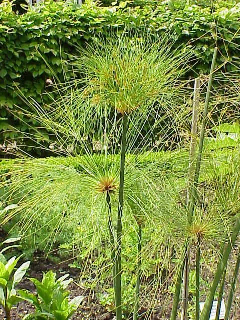 Umbrella Plant (Cyperus papyrus) — landscape plant in Middle Tennessee