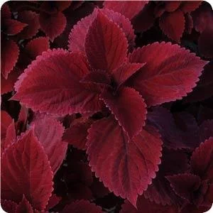 Various sizes mostly around 24” — photo 2