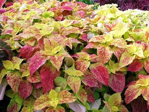 Various sizes mostly around 24” (Sun or shade species.) in Middle Tennessee