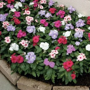 W- 10-12"     H-10-14" upright (This midsized mounded plant is) in Middle Tennessee