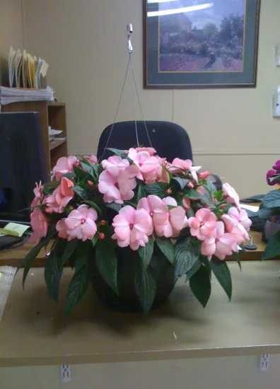 W-12-14”     H-15-24” (Need decent soil moisture that is  well drained.  Very little maintenance needed.) in Middle Tennessee